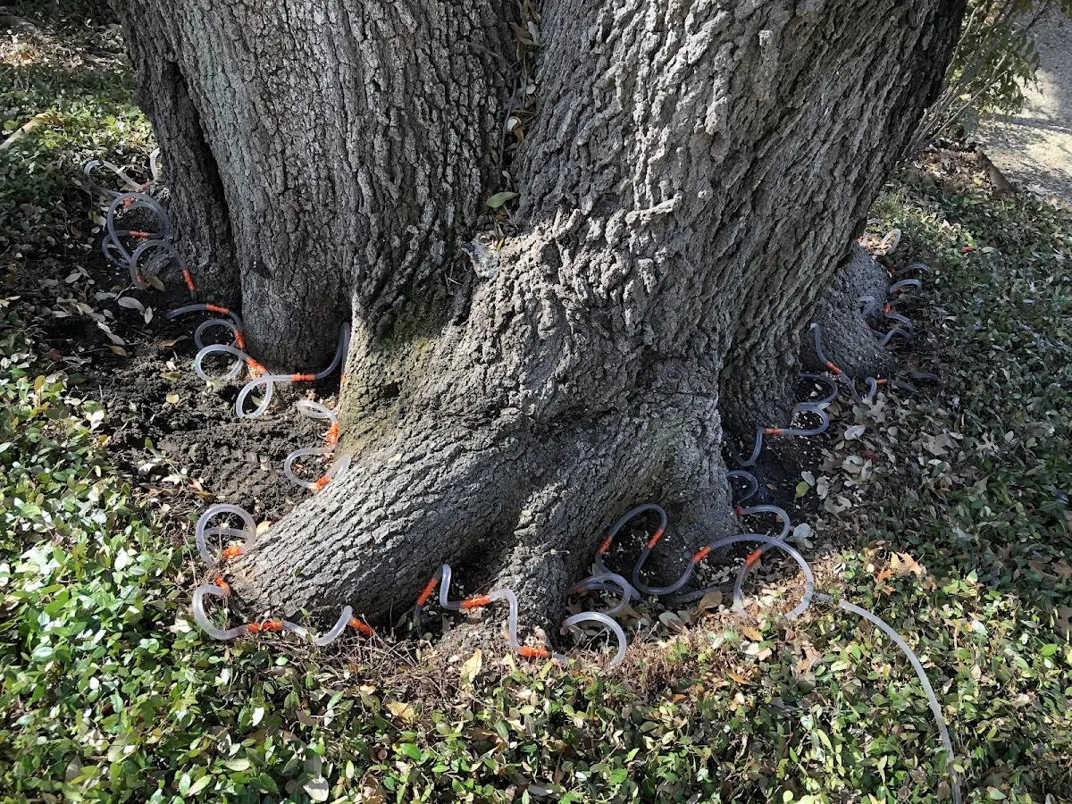 Detailed Tree Cabling and Bracing job site in Kenosha