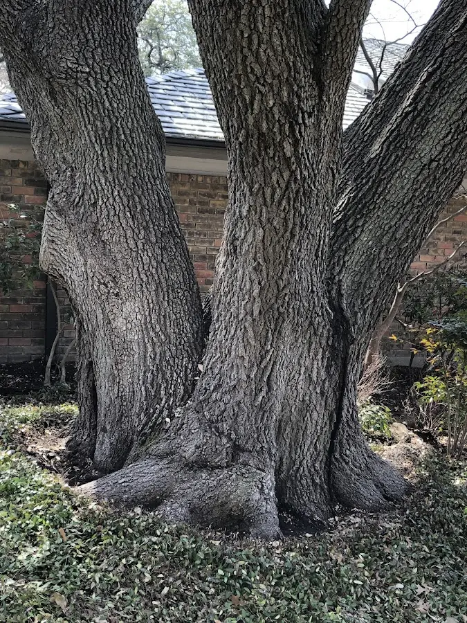 Mature heritage tree close to a Kenosha property cared for by certified arborists